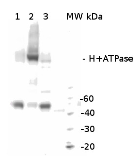 western blot using anti-H+ATPase, chicken antibodies